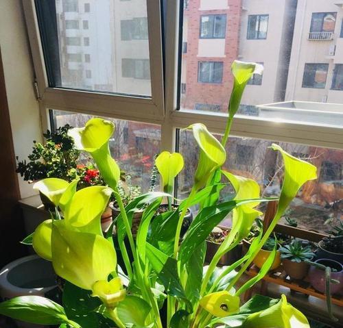 马蹄莲（生生不息的马蹄莲，传递着希望与生命的力量）