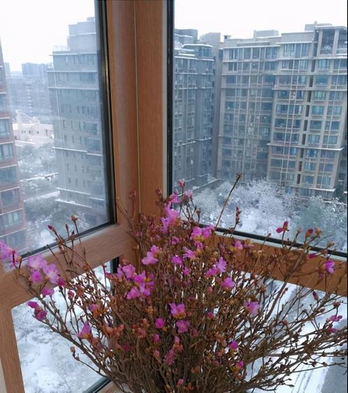 杜鹃干花水养多久开花的全面指南（一步步教你如何让杜鹃干花焕发新生，愉悦你的视觉享受）