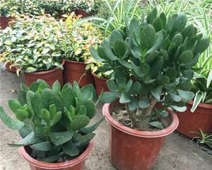 如何养护厚脸皮植物（打造健康的绿色角落，享受生命的美好）
