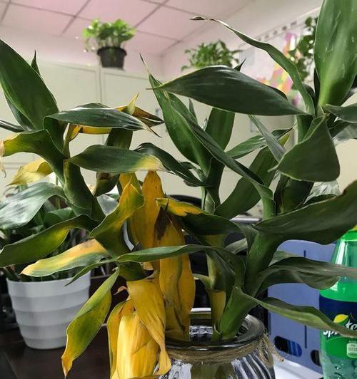 养富贵竹叶子发黄怎么办？（解决富贵竹叶子发黄的最佳方法！）