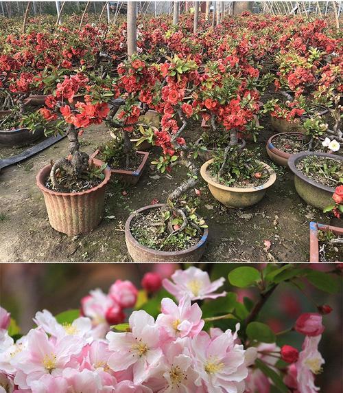 木本花卉的品种及特点（探究木本花卉家族的美丽之处）