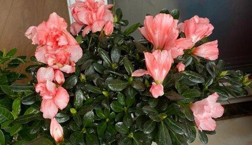 木本花卉的品种及特点（探究木本花卉家族的美丽之处）