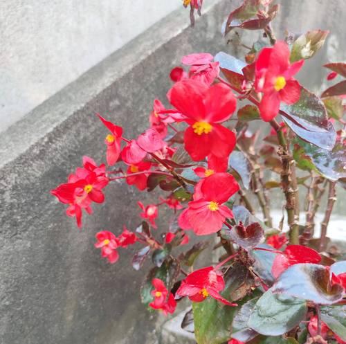 从海棠老桩到新生命——海棠老桩发芽时间解析（探寻海棠老桩发芽的奥秘）