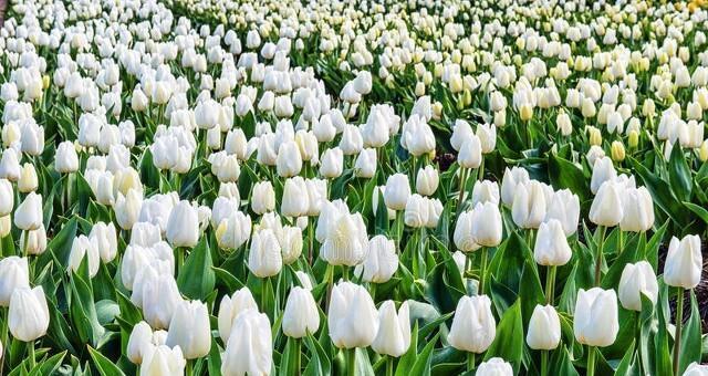 白郁金香花语与寓意（白郁金香的纯洁与希望）
