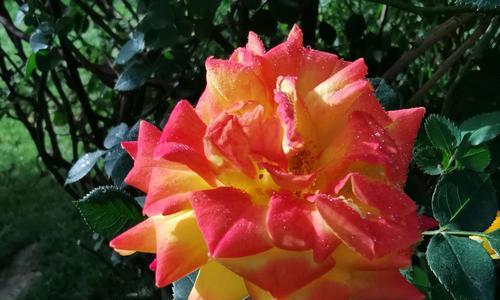 白月季花的花语与传说（探索白月季花的美丽与神秘）