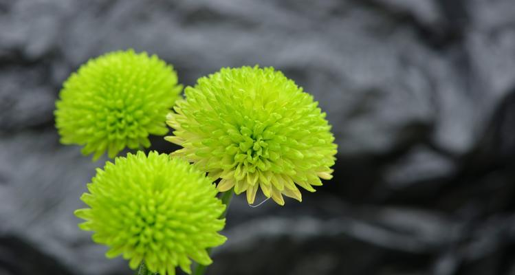 不同月份菊花花语的魅力（探寻一年四季菊花的吉祥寓意）