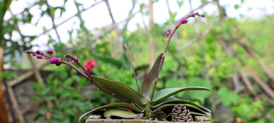 蝴蝶兰怎样分株（培育蝴蝶兰、繁殖新芽的技巧）