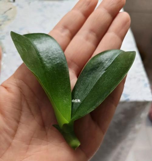 蝴蝶兰怎样分株（培育蝴蝶兰、繁殖新芽的技巧）