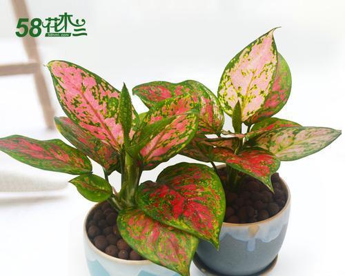 彩叶万年青花语（用彩叶万年青表达心灵的柔软和美丽）