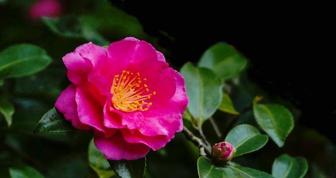 茶梅花语，寄寓深情（以茶梅花为媒，传递心意）