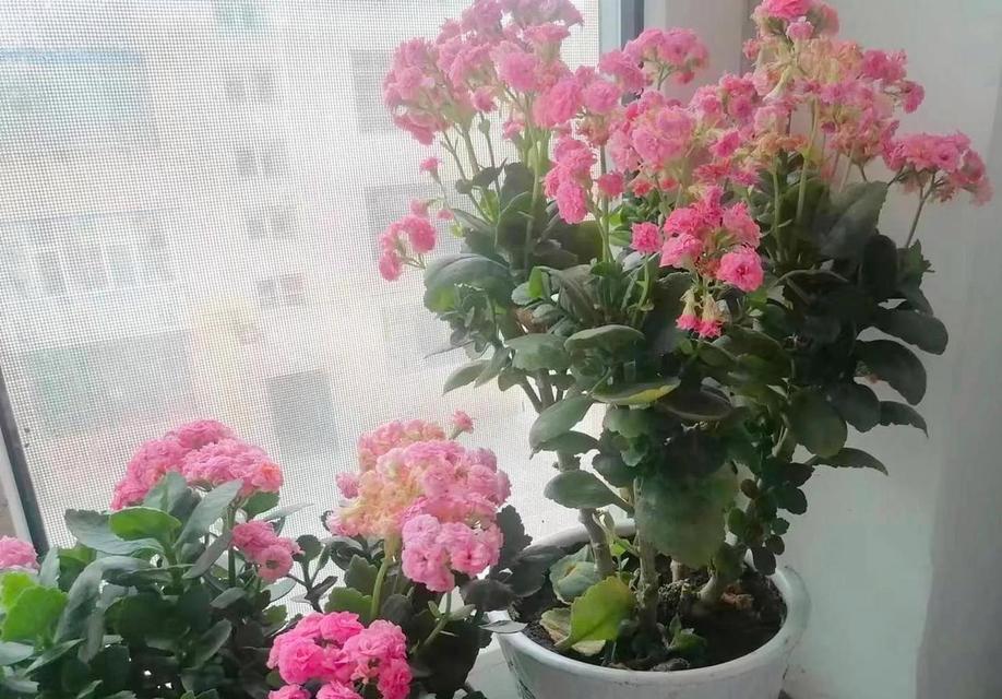 长寿花的花语及寓意——传递幸福与祝福（长寿花的花语与意义，了解一朵花背后的故事）