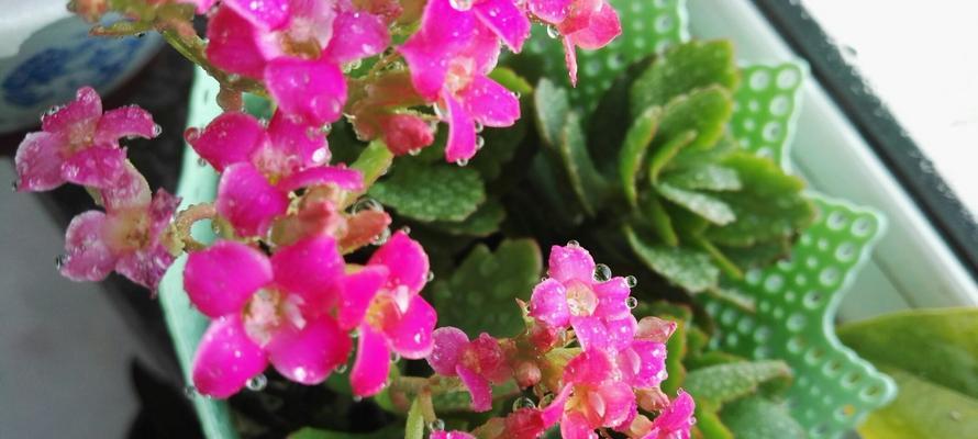 长寿花的花语及寓意——传递幸福与祝福（长寿花的花语与意义，了解一朵花背后的故事）