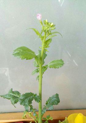 萝卜开花的寓意及象征意义（了解萝卜开花的传统信仰和文化符号）
