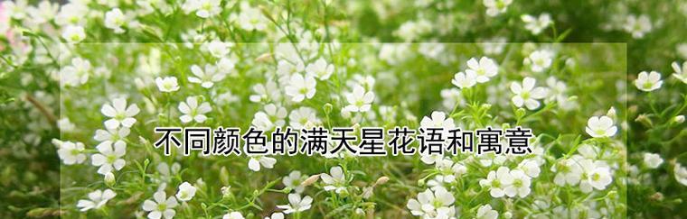 满天星花语（美丽满天星，代表着什么？）