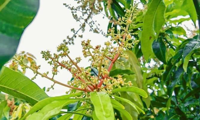 芒果的象征意义与祝福（探寻芒果背后的寓意与祝福）