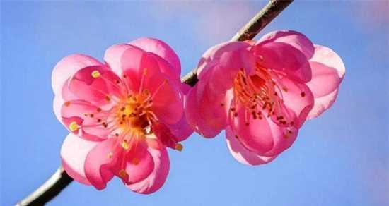 梅花的多彩色彩与寓意（一朵花，多种颜色，多重寓意）