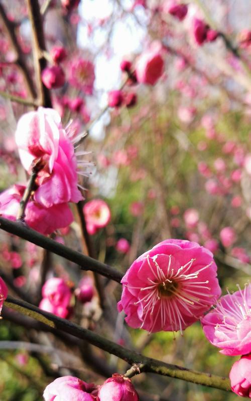 梅花的多彩色彩与寓意（一朵花，多种颜色，多重寓意）