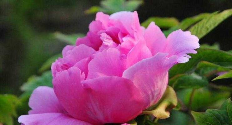 牡丹花语的意义与象征（探寻牡丹花所代表的深层含义）