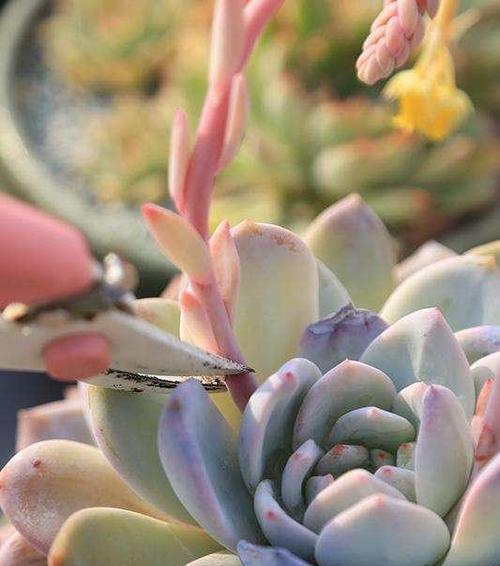 情人泪开花的寓意与兆头（揭开花朵绽放中的浪漫密码）
