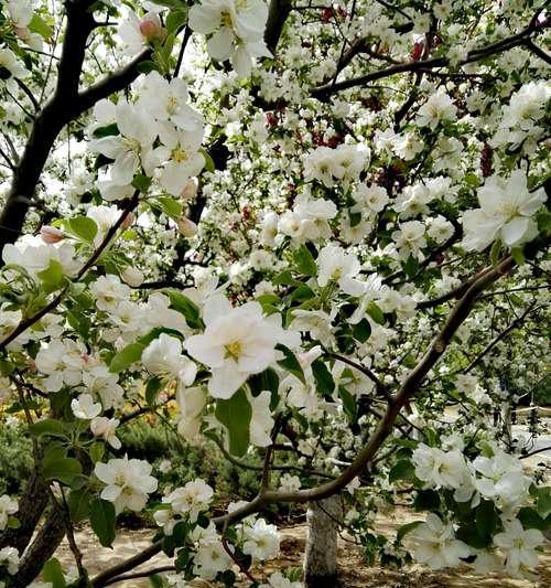 清明节的花卉寓意与文化（以什么花代表清明节？）