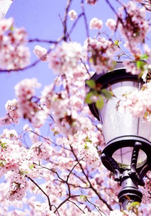 忘记一个人的艺术——以忘情花为象征（与忘情花共舞，将过往抛诸脑后）