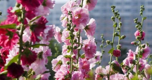 蜀葵种植全攻略（从播种到收获，让你轻松掌握）