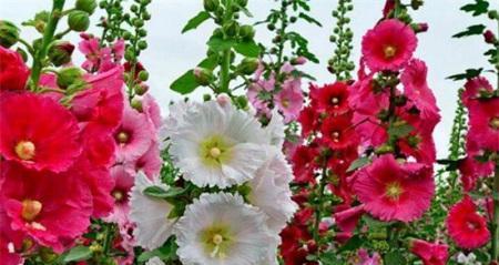 蜀葵种植全攻略（从播种到收获，让你轻松掌握）