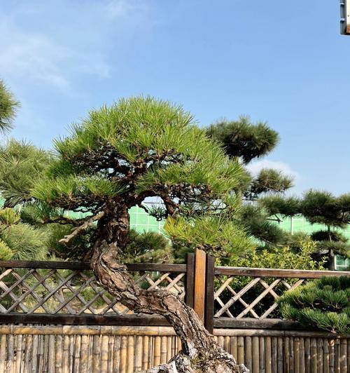 盆栽黑松的养殖方法（掌握这些技巧，让您的盆栽黑松茁壮成长）