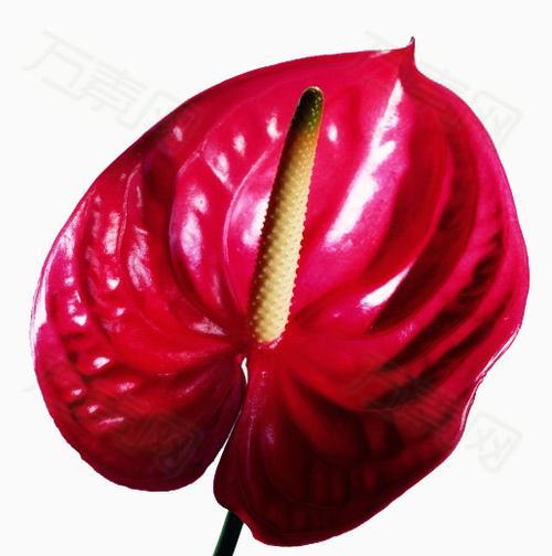 红色花卉（品味鲜花、感受色彩、窥探内心、盛放人生）