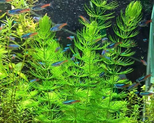 养护金鱼藻水草，让水族箱更美丽（了解金鱼藻水草的生长特点和需求是养护的关键）
