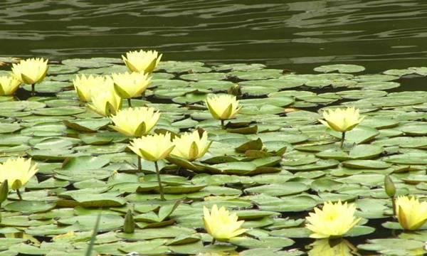 如何成功种植睡莲（种植技巧、养护方法、花期掌握）