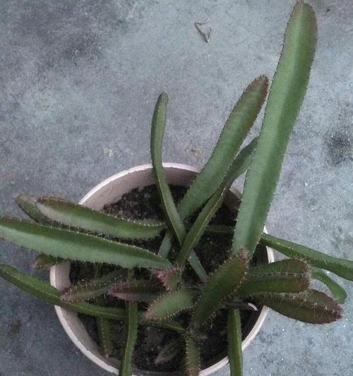 家庭火龙果盆栽种植技巧（打造居家美景，让火龙果盆栽成为你家的亮点）