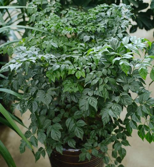 菜豆树的养殖方法（打造丰硕菜豆园，丰收不停歇）