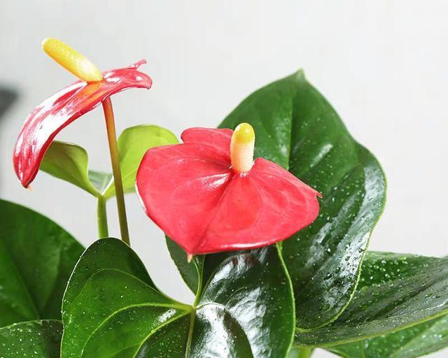 红掌花畸形原因分析（导致红掌花畸形的因素及其解决方法）