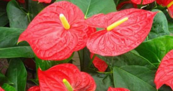 红掌花畸形原因分析（导致红掌花畸形的因素及其解决方法）