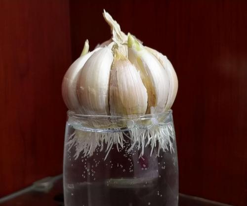 大蒜种植全攻略（从选种到收成，一步步教你种好大蒜）
