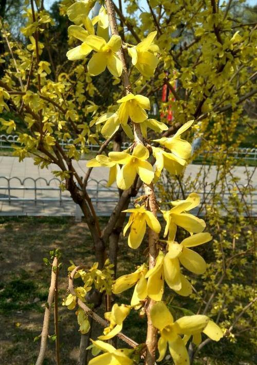 春天里的花开满大地——一场绚丽多彩的自然盛宴（探寻春天花卉的种类和美丽）