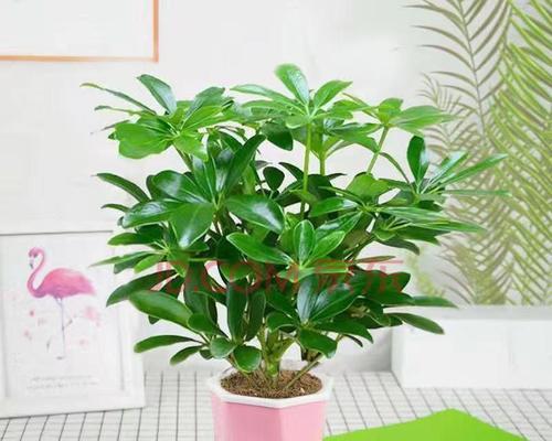 如何正确养护八方来财树？（打造财运满满的家居好物！）