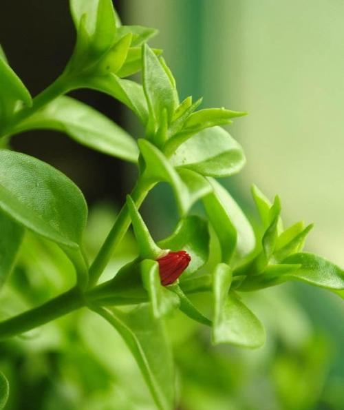 四季开花的好养花卉（打造盛开的室内花园）