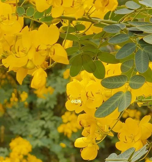 黄槐花（揭示黄槐花的花语和美丽之谜）
