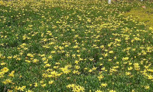 黄金菊的花语——盛夏之美（金色浪漫，情意绵绵）