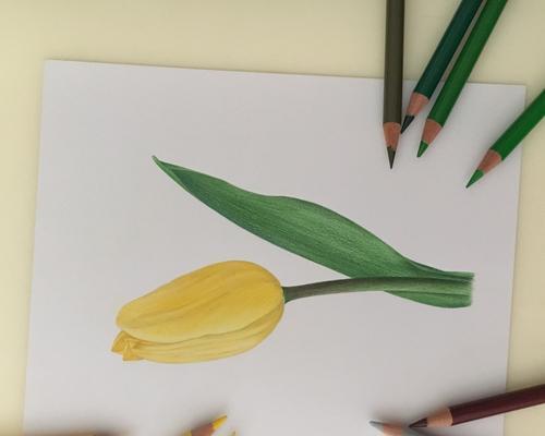 黄色郁金香的花语（明亮如阳光，照亮心灵的花朵）