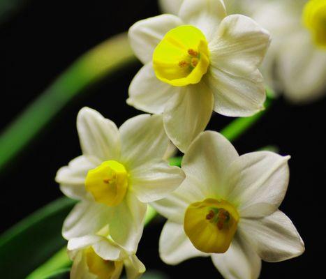 黄水仙花语的含义及传说（探秘黄水仙花的花语和神奇故事）