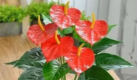 火鹤花（与时间赛跑的花朵——火鹤花的神奇之旅）