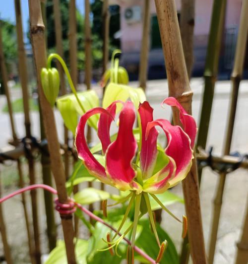 嘉兰花语的含义与象征（探寻嘉兰花语的深层意义）