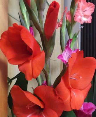 剑兰花的寓意与花语（解读剑兰花的象征意义，了解剑兰花的花语）