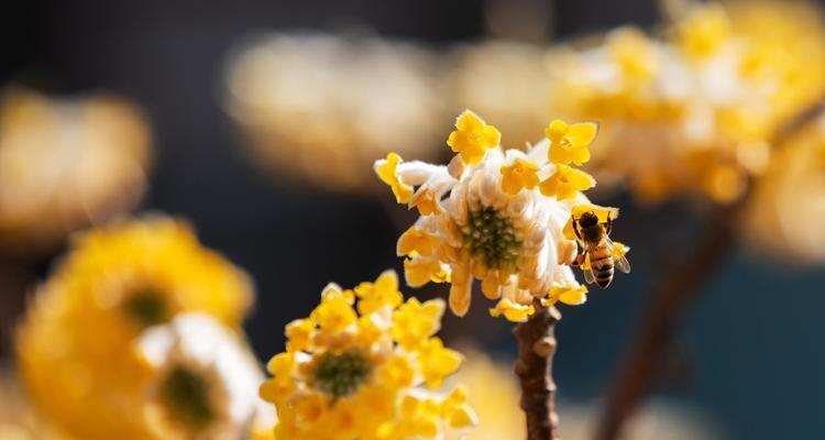 以结香的花语与传说（以结香的传说，向爱情致敬）