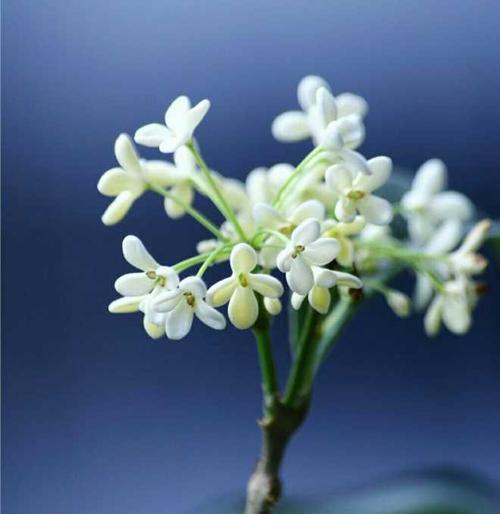 金桂花（花语与寓意，映射美好人生）