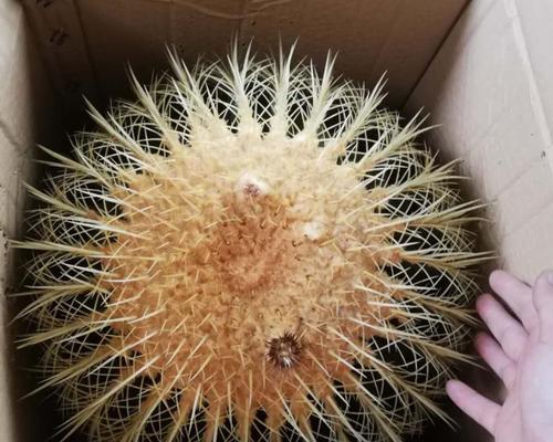 金虎仙人球（以金虎仙人球寓意的生命力与自立自强）