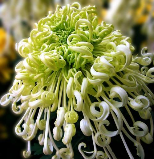 菊花的寓意和象征风水之探索（揭秘菊花的神秘力量与风水特质）